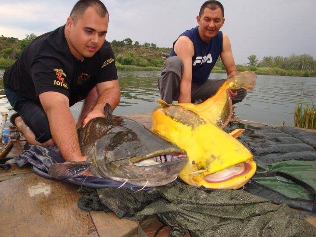 Massive 194-Pound Albino Catfish Caught Setting Records in Spain. L - LifeAnimal