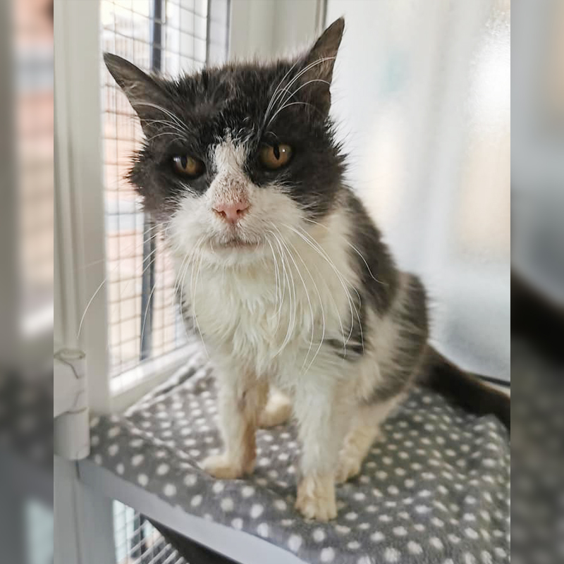 Morag, a 21-year-old cat, was brought to a shelter but ended up becoming a beloved sensation on the internet