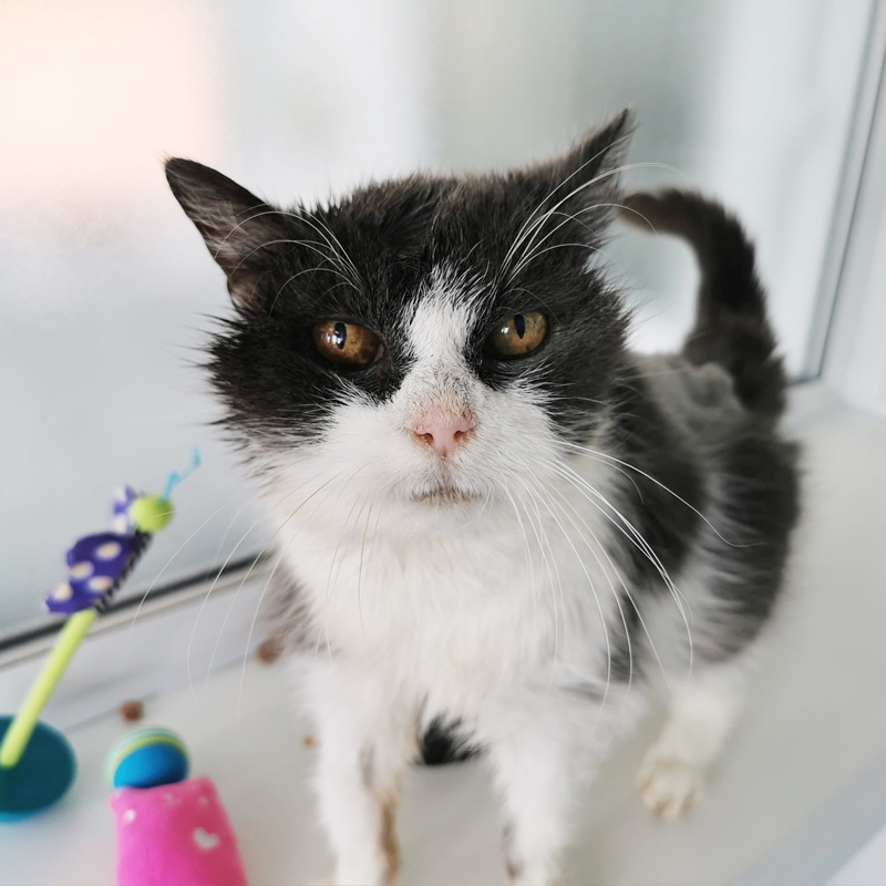 Morag, a 21-year-old cat, was brought to a shelter but ended up becoming a beloved sensation on the internet