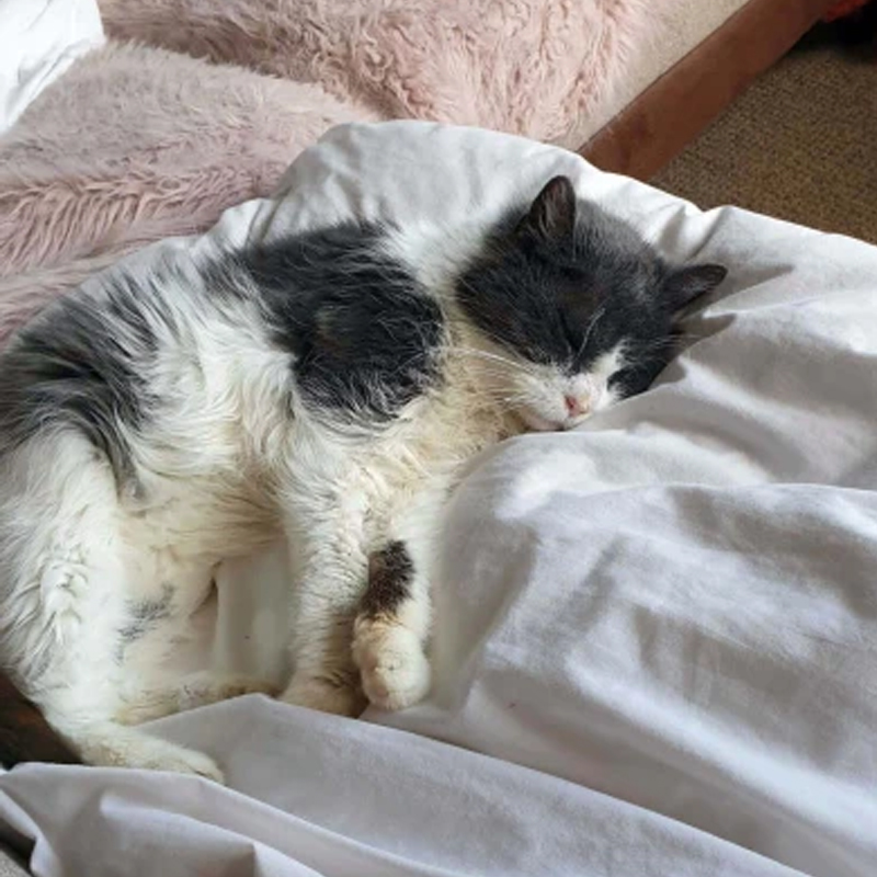 Morag, a 21-year-old cat, was brought to a shelter but ended up becoming a beloved sensation on the internet