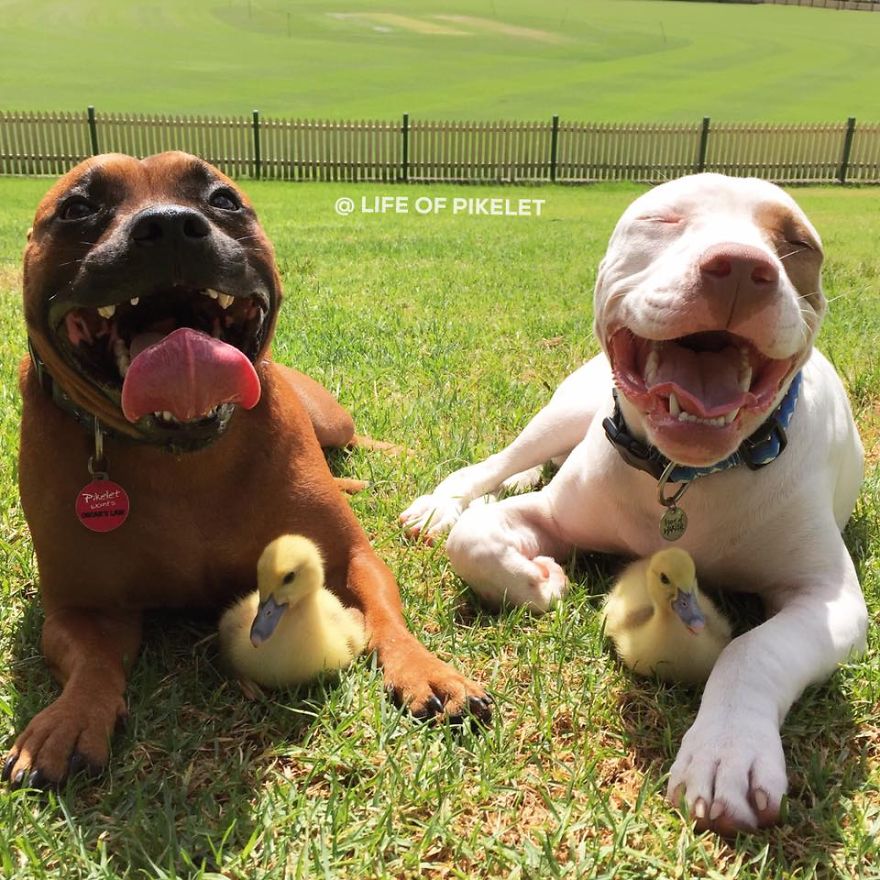 A heartwarming display of cross-species love unfolds as a pack of rescue dogs befriend a group of baby ducklings, melting hearts with their unconditional affection. - Lillise