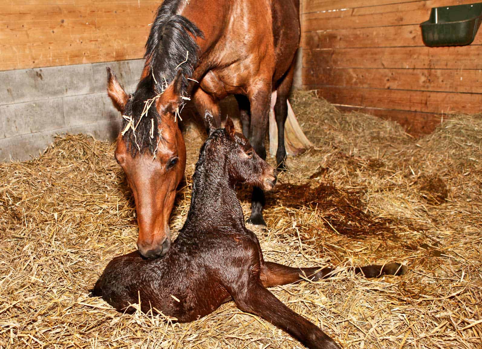 "From Rescued to Radiant: A Wild Horse's Journey as a Devoted Mother to a Special Offspring (Video)