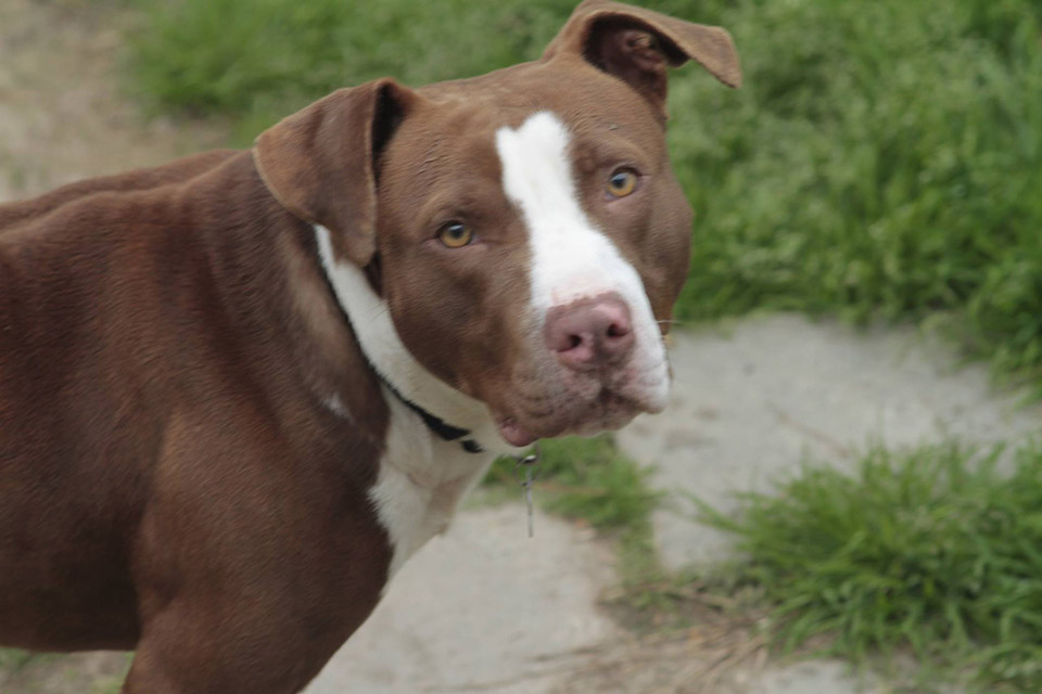 Liberated from chains, a rescued dog brims with gratitude for newfound freedom. - Lillise