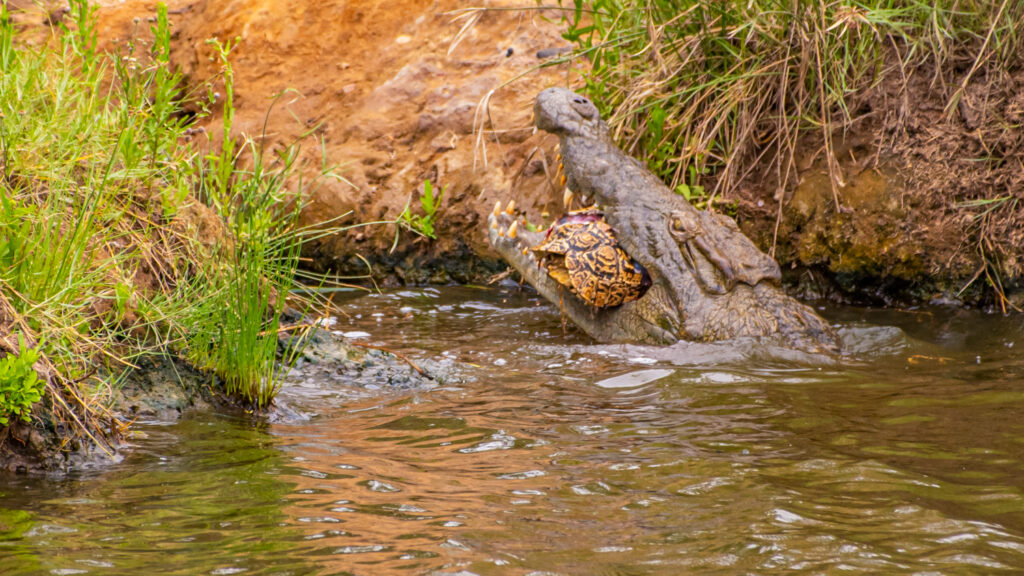 Nature Life: A Large Nile Crocodile Claims Tiny Tortoise in a Single Snap - Sporting ABC