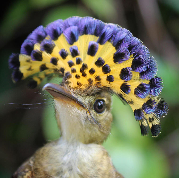 Northern Royal Flycatcher: The Majestic Bird with an Exquisite Crown - Sporting ABC