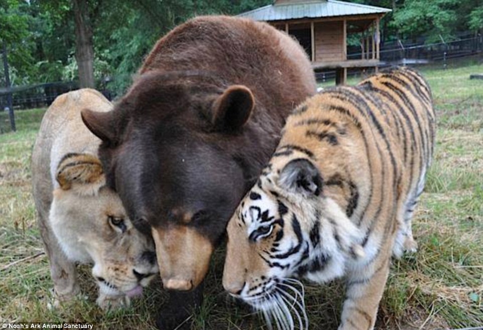 The Unbreakable Bond Between a Lion, a Tiger, and a Bear: How They Survived a Traumatic Past and Found a Loving Home at a Georgia Animal Shelter -004 - srody.com