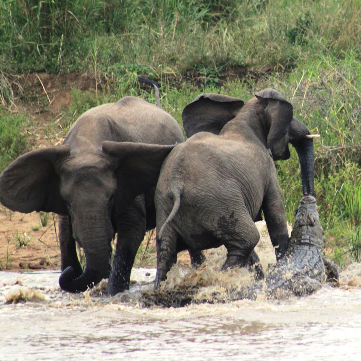 Brave Mother Elephant Protects Her Young, Defeats Crocodile Using Her Entire Body – Top News