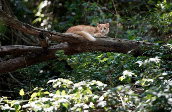 Compassionate Souls Unite: A Call to Aid Brazil's Cat Island, Devastated by the Harsh Realities of the Pandemic. - Lillise