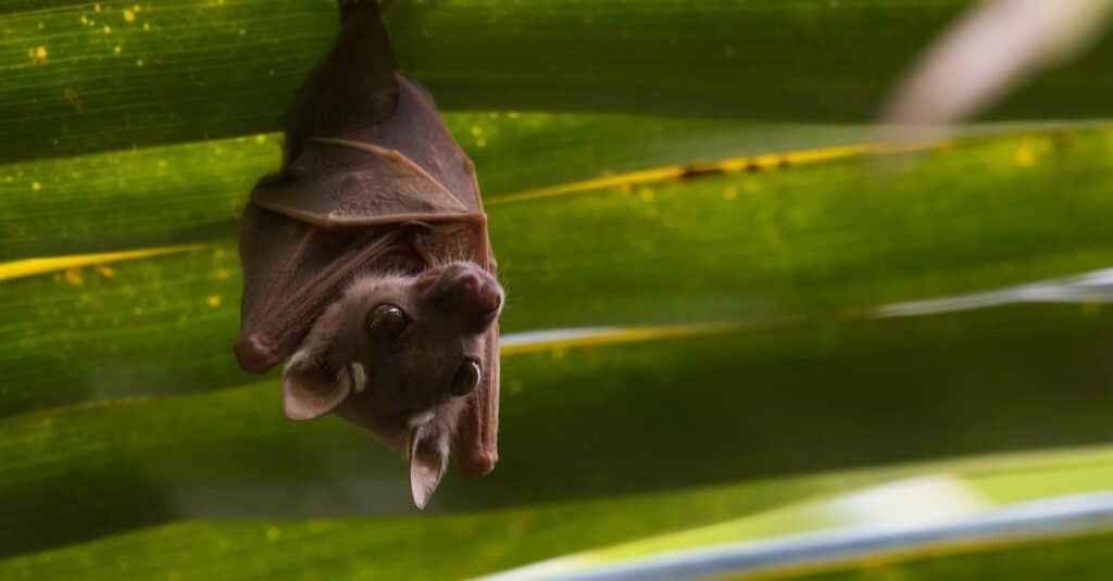 Meet Tiny Honduran Bats - The Most Adorable Thing You’ll See Today - Sporting ABC