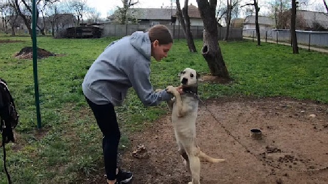 A severely starved pit bull, chained for its entire life, pleads for rescue by grabbing a woman’s hand in desperation. – Puppies Love