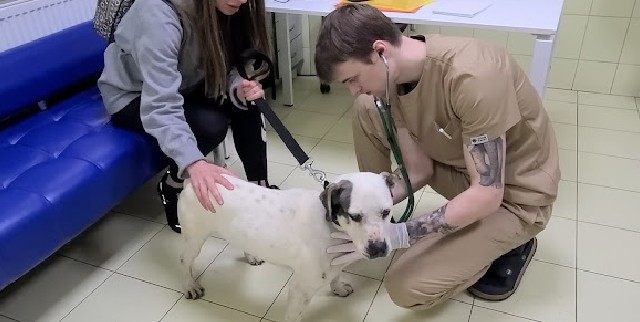 A severely starved pit bull, chained for its entire life, pleads for rescue by grabbing a woman’s hand in desperation. – Puppies Love