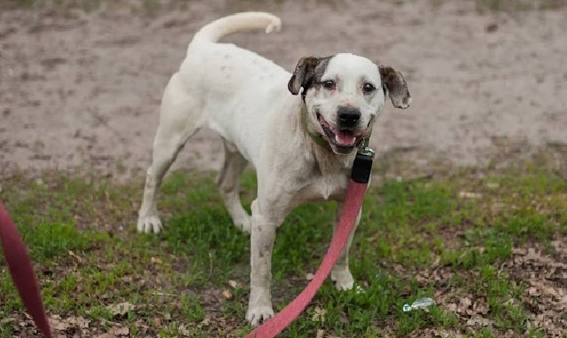 A severely starved pit bull, chained for its entire life, pleads for rescue by grabbing a woman’s hand in desperation. – Puppies Love