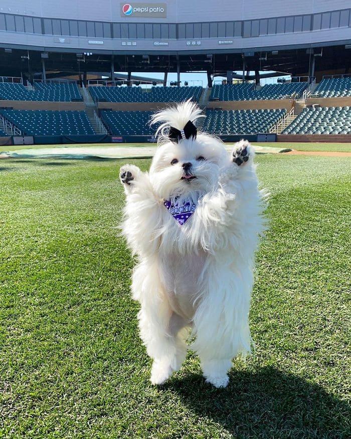 The adorable dog has a unique trait of standing on its hind legs like a human, capturing the hearts of all who see it. – Puppies Love