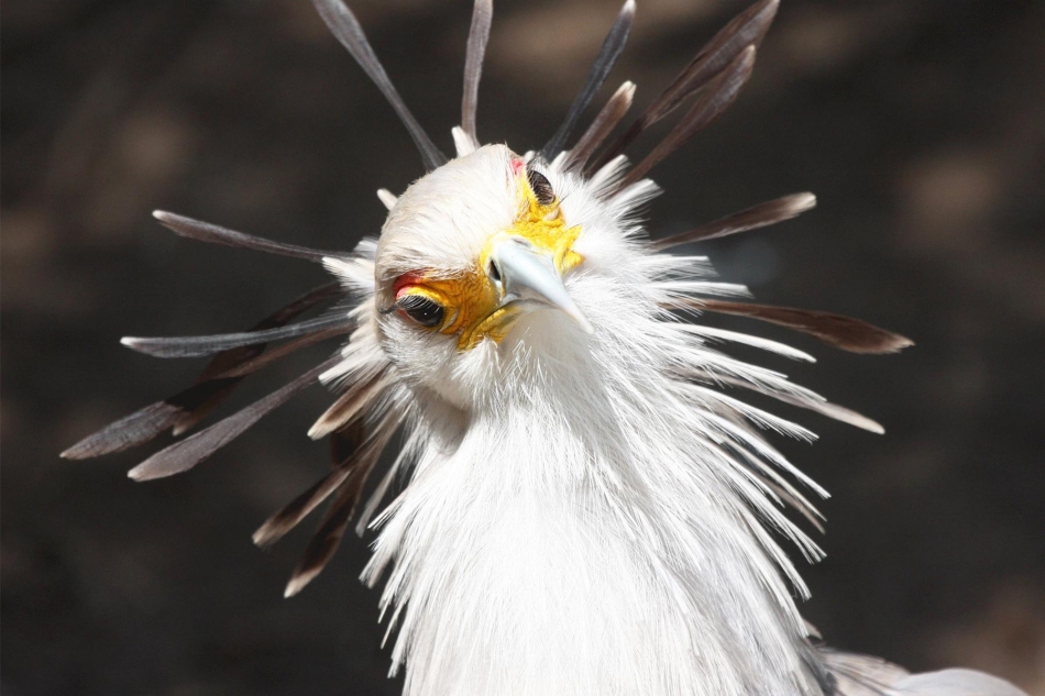 Secretary birds, towering at four feet tall, exhibit remarkable beauty and awe-inspiring ɡгасe. - Sporting ABC