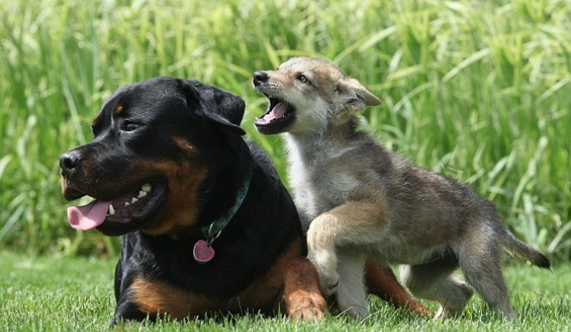 A Rottweiler steps up to the plate as a surrogate father for an orphaned wolf pup, providing solace and security during their darkest hour. - Lillise