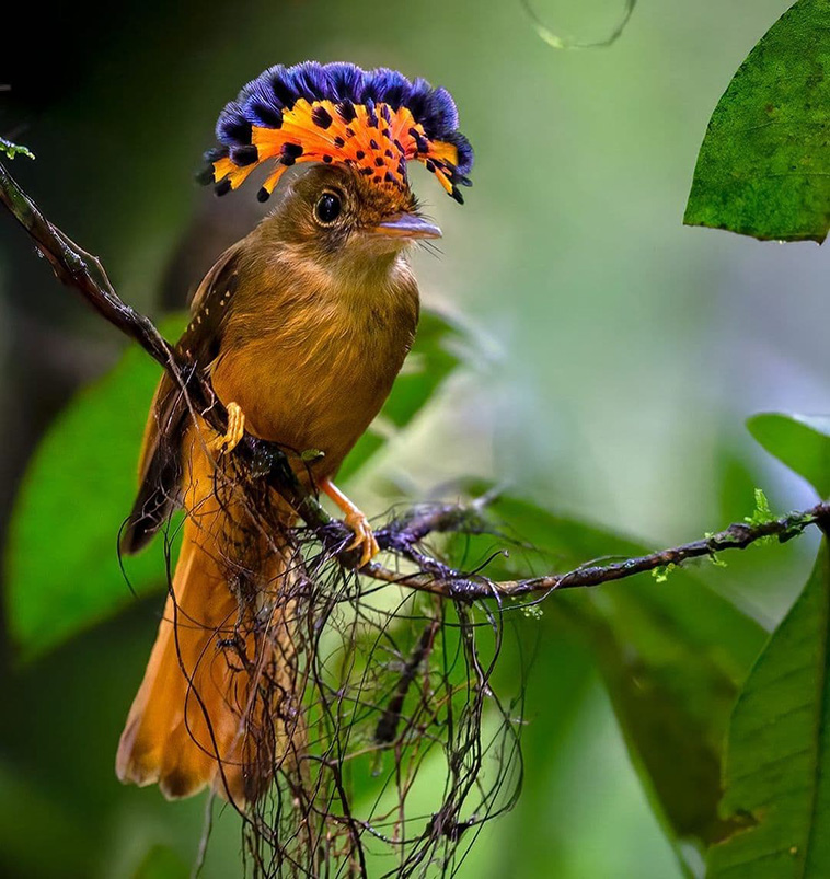 Northern Royal Flycatcher: The Majestic Bird with an Exquisite Crown - Sporting ABC