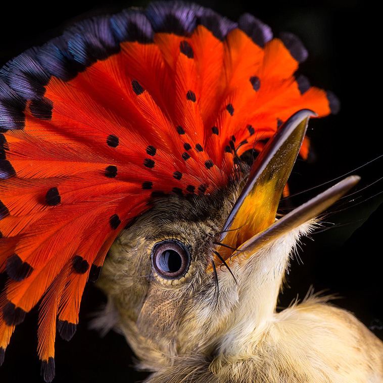 Northern Royal Flycatcher: The Majestic Bird with an Exquisite Crown - Sporting ABC