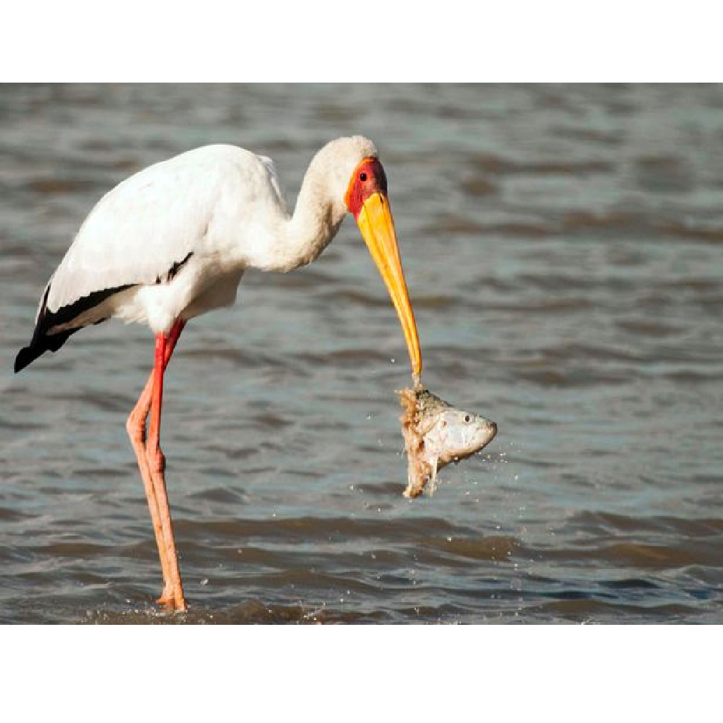 Fearless Stork Dives into Crocodile's Jaws to Retrieve Its Meal. l - LifeAnimal