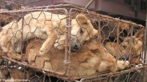 Touching love Mother dog tries to push puppy out of cage to slaughterhouse causing fever