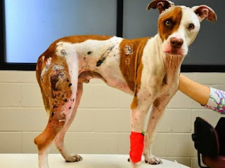 A dog rescued from life-threatening burns becomes overwhelmed with emotions upon seeing the veterinarian again. - Puppies Love