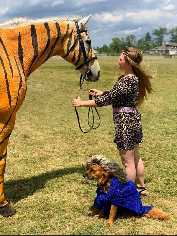 Breathtaking Cosplay Transformation: Larry the Horse's Striking Resemblance to a Tiger's Coat Leaves All in Awe