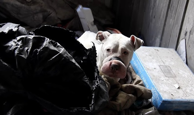 Prepare to be deeply moved by this heartbreaking yet inspiring behind-the-scenes look at the rescue of bait dogs. – Puppies Love