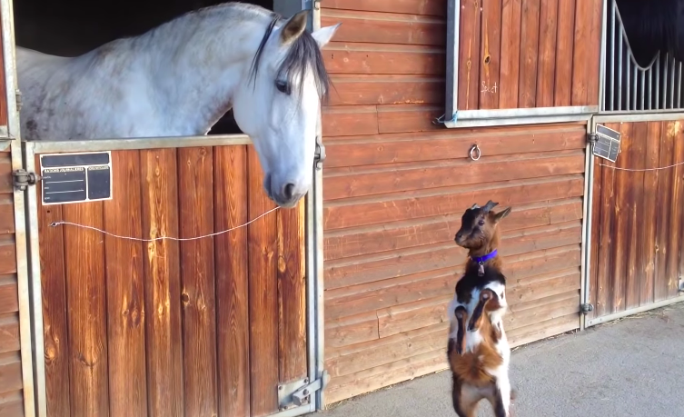 Irresistibly Adorable: Heartwarming Moments of a Baby Goat and a Delightful Pony's Precious Friendship (VIDEO)