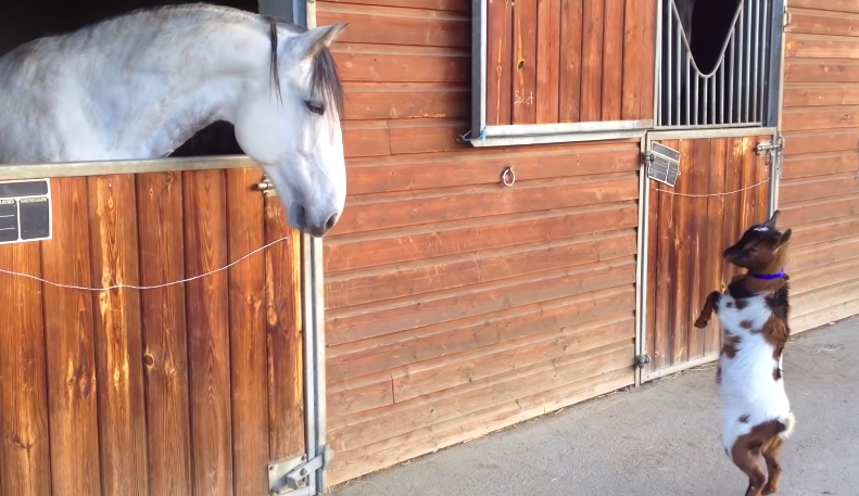 Irresistibly Adorable: Heartwarming Moments of a Baby Goat and a Delightful Pony's Precious Friendship (VIDEO)