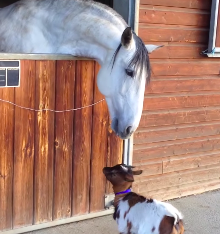 Irresistibly Adorable: Heartwarming Moments of a Baby Goat and a Delightful Pony's Precious Friendship (VIDEO)