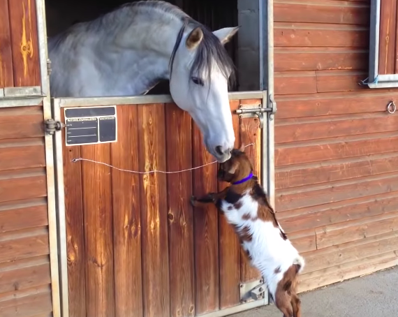 Irresistibly Adorable: Heartwarming Moments of a Baby Goat and a Delightful Pony's Precious Friendship (VIDEO)