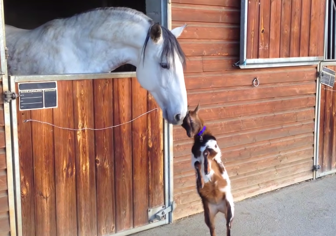 Irresistibly Adorable: Heartwarming Moments of a Baby Goat and a Delightful Pony's Precious Friendship (VIDEO)