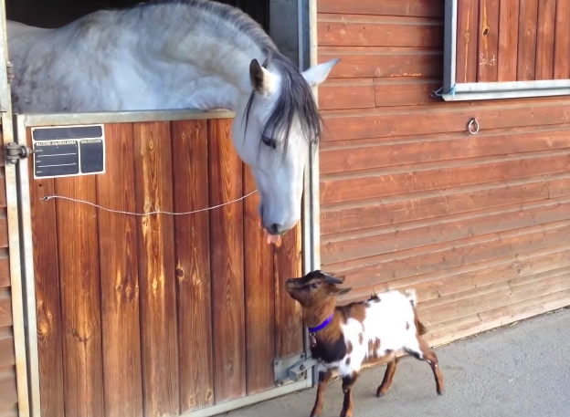 Irresistibly Adorable: Heartwarming Moments of a Baby Goat and a Delightful Pony's Precious Friendship (VIDEO)