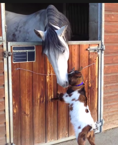 Irresistibly Adorable: Heartwarming Moments of a Baby Goat and a Delightful Pony's Precious Friendship (VIDEO)