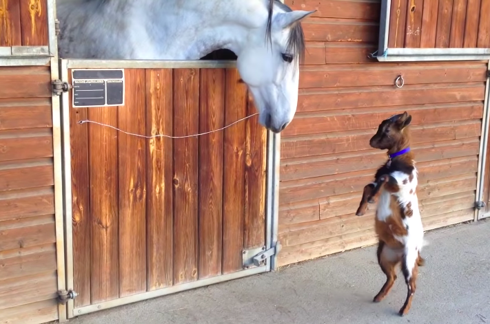 Irresistibly Adorable: Heartwarming Moments of a Baby Goat and a Delightful Pony's Precious Friendship (VIDEO)