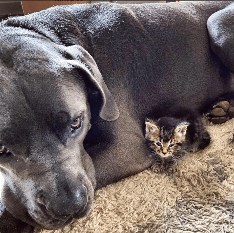 From strangers to amazing partners: Norm the house hippo and his heartwarming story of fostering a kitten