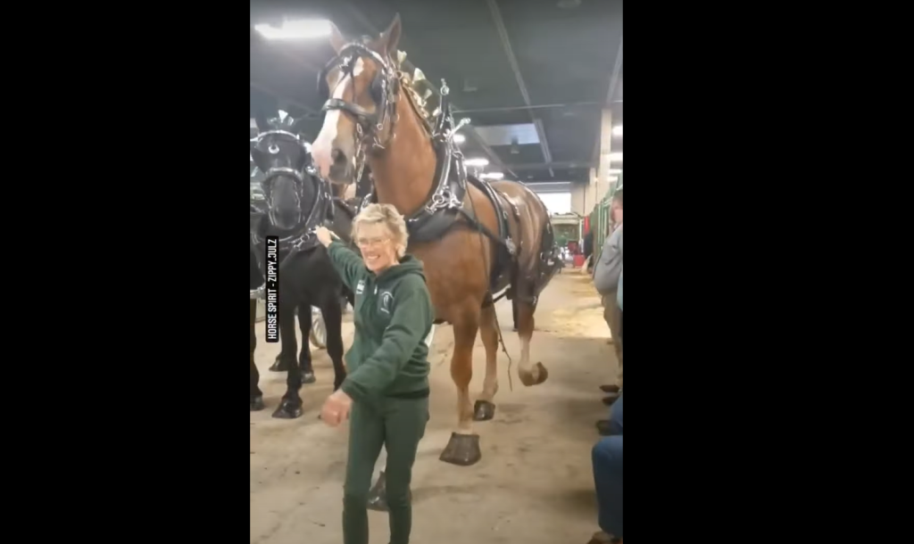 Owner Shows The Enormous Size Of Her Belgian Draft Horse