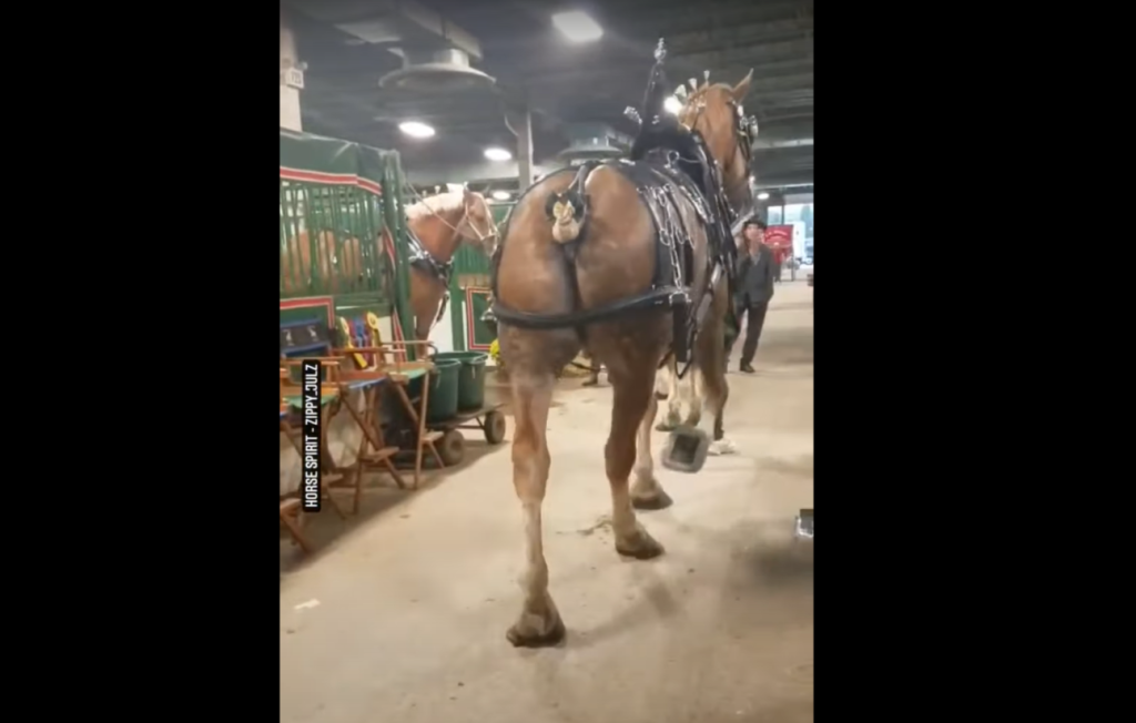 Owner Shows The Enormous Size Of Her Belgian Draft Horse