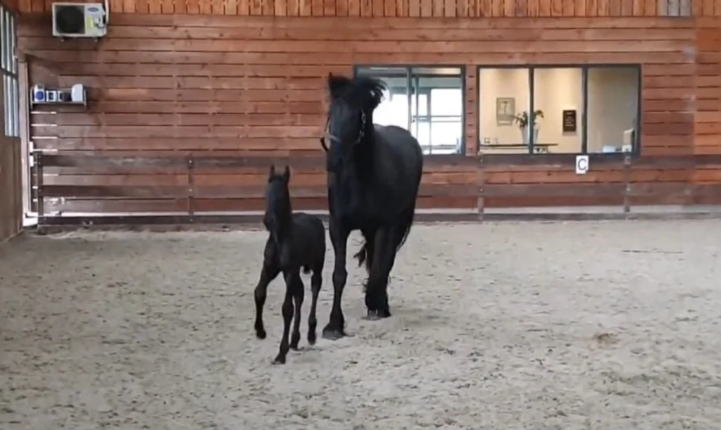 5-Day-Old Filly Charms The Internet Tromping Around Arena With Mom