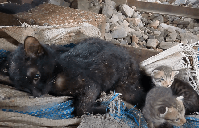 The cat family lies motionless on the train tracks, and the helpless kittens can only cry out in desperation, pleading for help for their sick mother cat