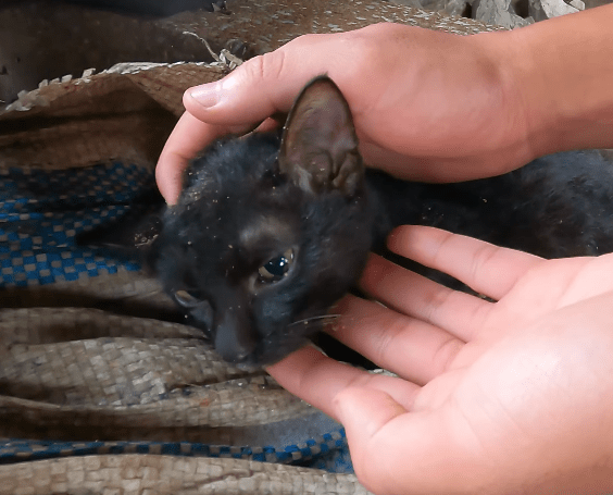 The cat family lies motionless on the train tracks, and the helpless kittens can only cry out in desperation, pleading for help for their sick mother cat