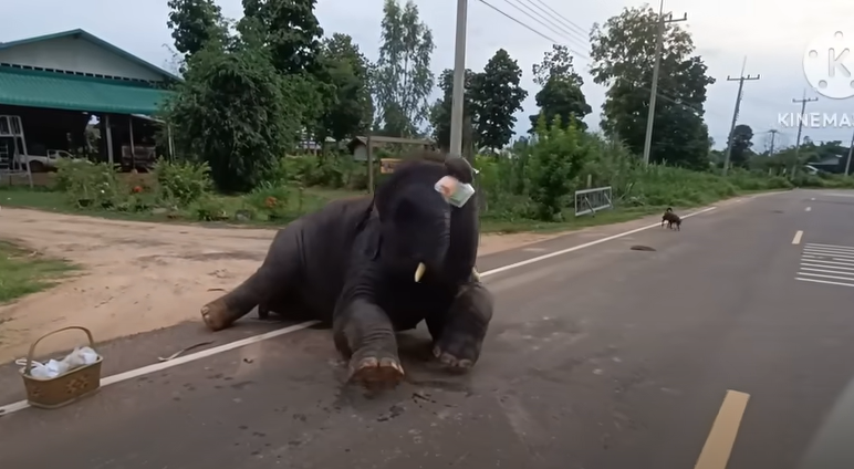 Heartrending Moment: Ailing Elephant Bows to Monk, Pleading for Aid (Video). l - LifeAnimal