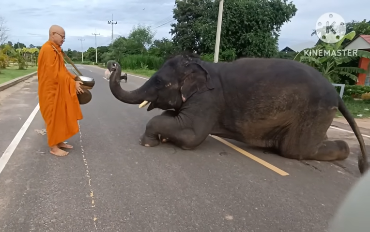 Heartrending Moment: Ailing Elephant Bows to Monk, Pleading for Aid (Video). l - LifeAnimal