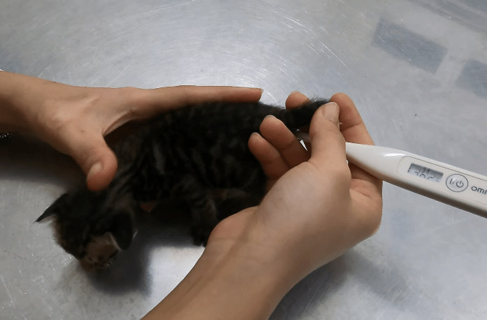 The cat family lies motionless on the train tracks, and the helpless kittens can only cry out in desperation, pleading for help for their sick mother cat