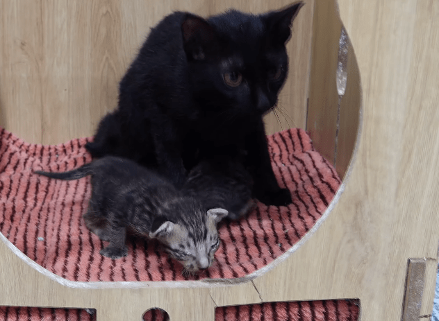 The cat family lies motionless on the train tracks, and the helpless kittens can only cry out in desperation, pleading for help for their sick mother cat