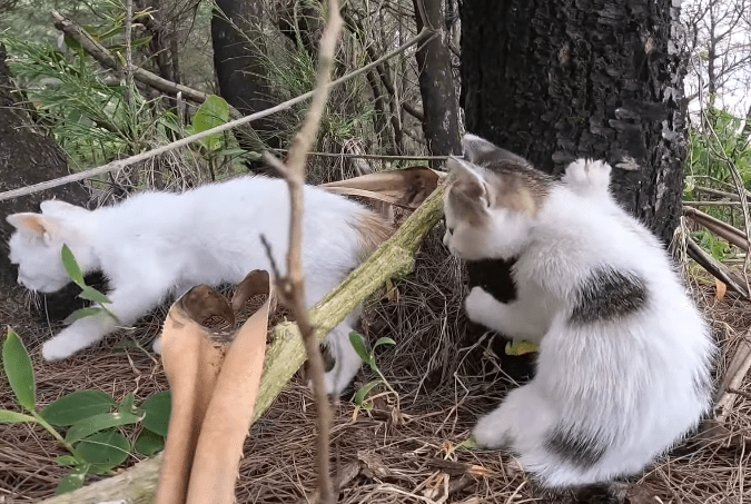 I was filled with sorrow at the sight of those kittens callously abandoned by their owners, but I consider myself incredibly fortunate to have discovered them, adorable and unharmed, all in one piece.KhanhNhu