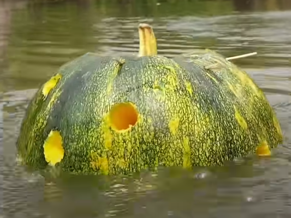 Incredible Fishing Video Goes Viral as Young Village Boy Crafts Ingenious Fish Trap Using Pumpkin - Sporting ABC