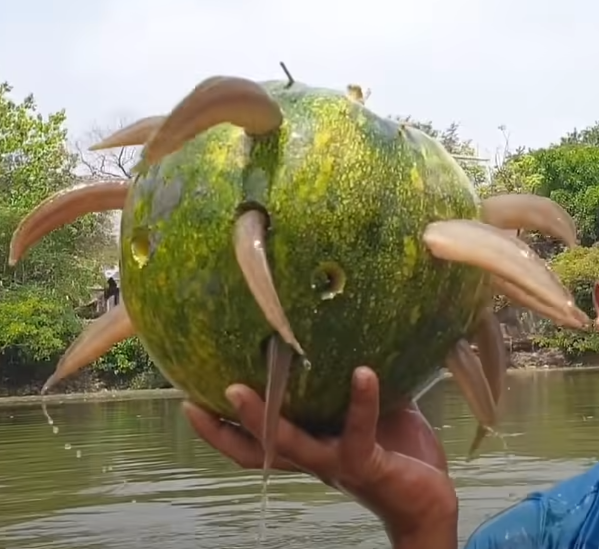 Incredible Fishing Video Goes Viral as Young Village Boy Crafts Ingenious Fish Trap Using Pumpkin - Sporting ABC