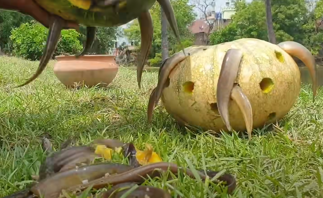 Incredible Fishing Video Goes Viral as Young Village Boy Crafts Ingenious Fish Trap Using Pumpkin - Sporting ABC