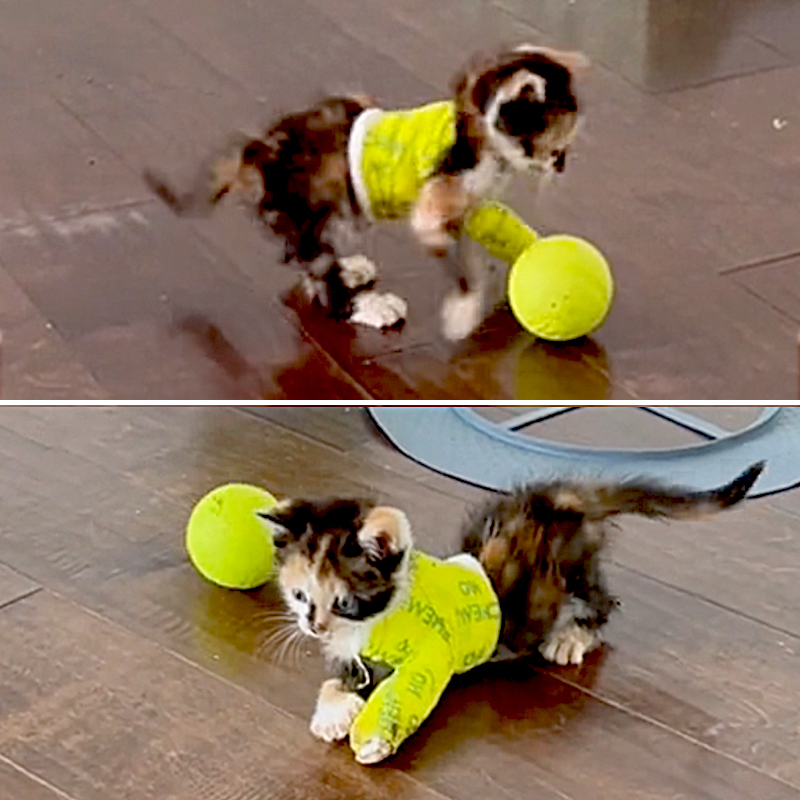 The determined little kitten, despite wearing a yellow splint, still loves to play, run, and jump around