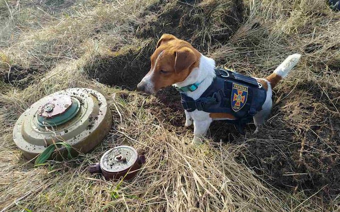 Smart dog finds more than 150 bombs hidden in Ukraine and unexpected ending.ThuHa